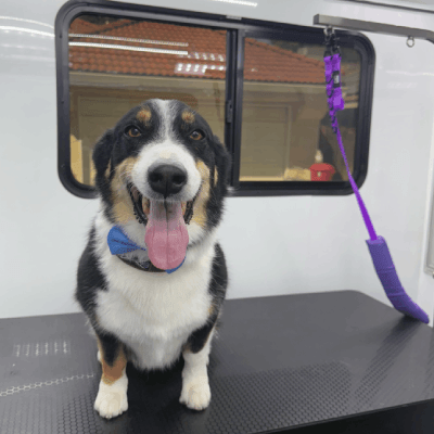 Dog Grooming